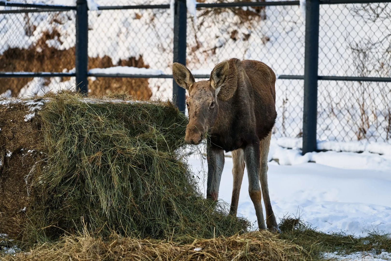 Отель Ель и Пихта