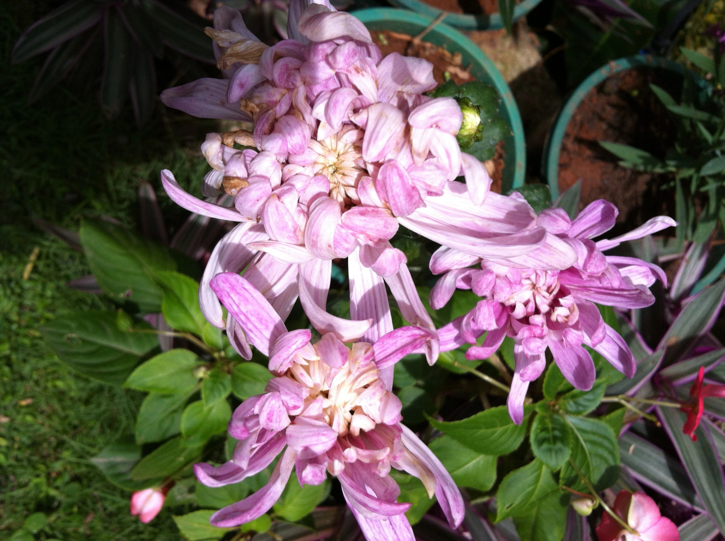 Гостевой Дом Blossom Rest