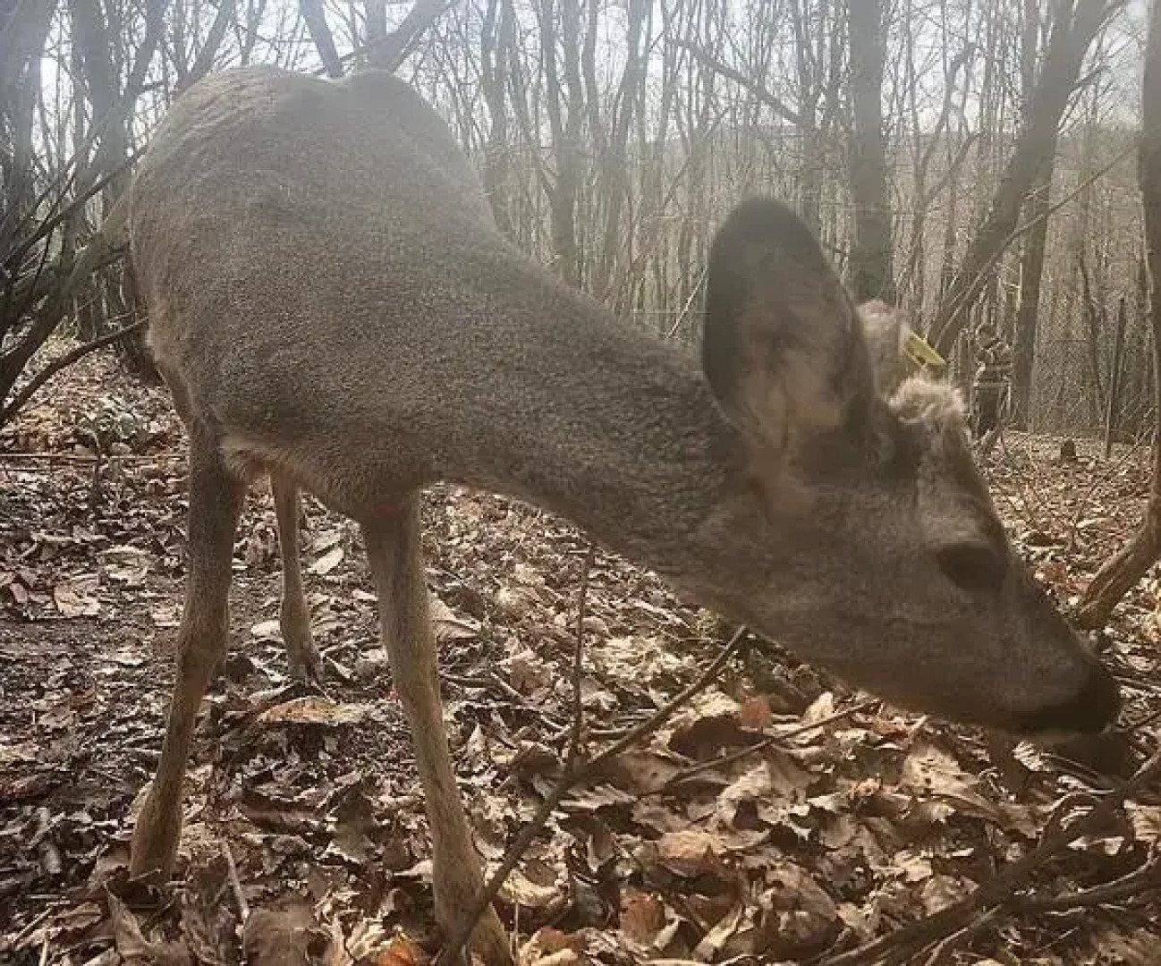 Polonezköy Country Club & Accommodation in the Wildlife Park