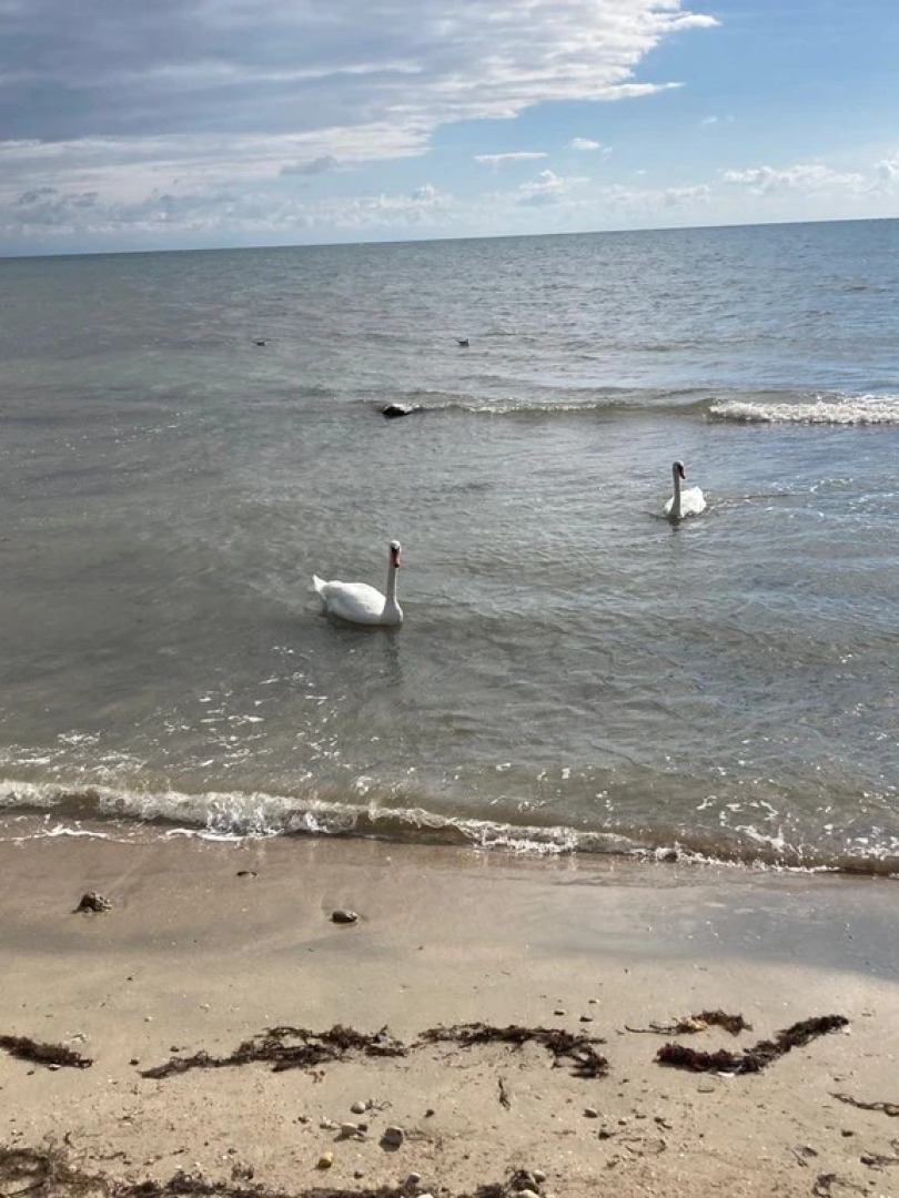 Санаторий Международный Детский Медицинский Центр Чайка
