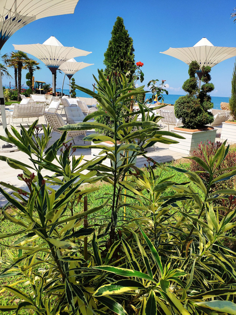 Апартаменты в Дримленд Оазис