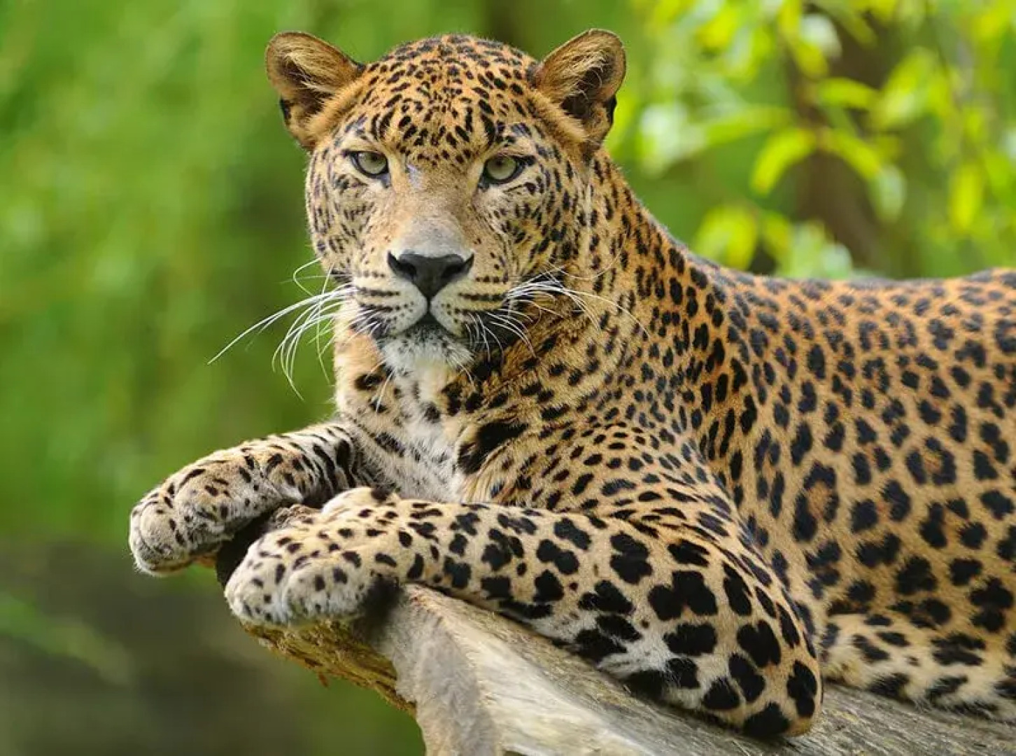 Отель Camping Yala Hotel Ravana luxury Safari Camp Tents