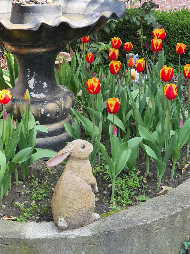 Отель Алая Роза