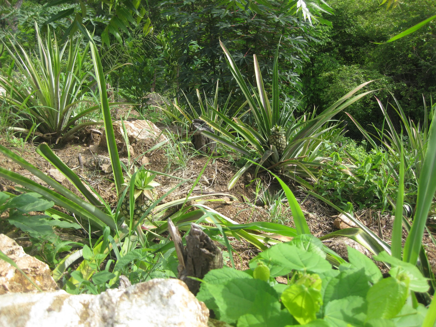 Мини-Отель Villa Maria Puerto Escondido