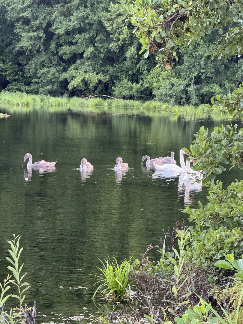 Частный дом уютный домик рядом озеро и сосновый бор