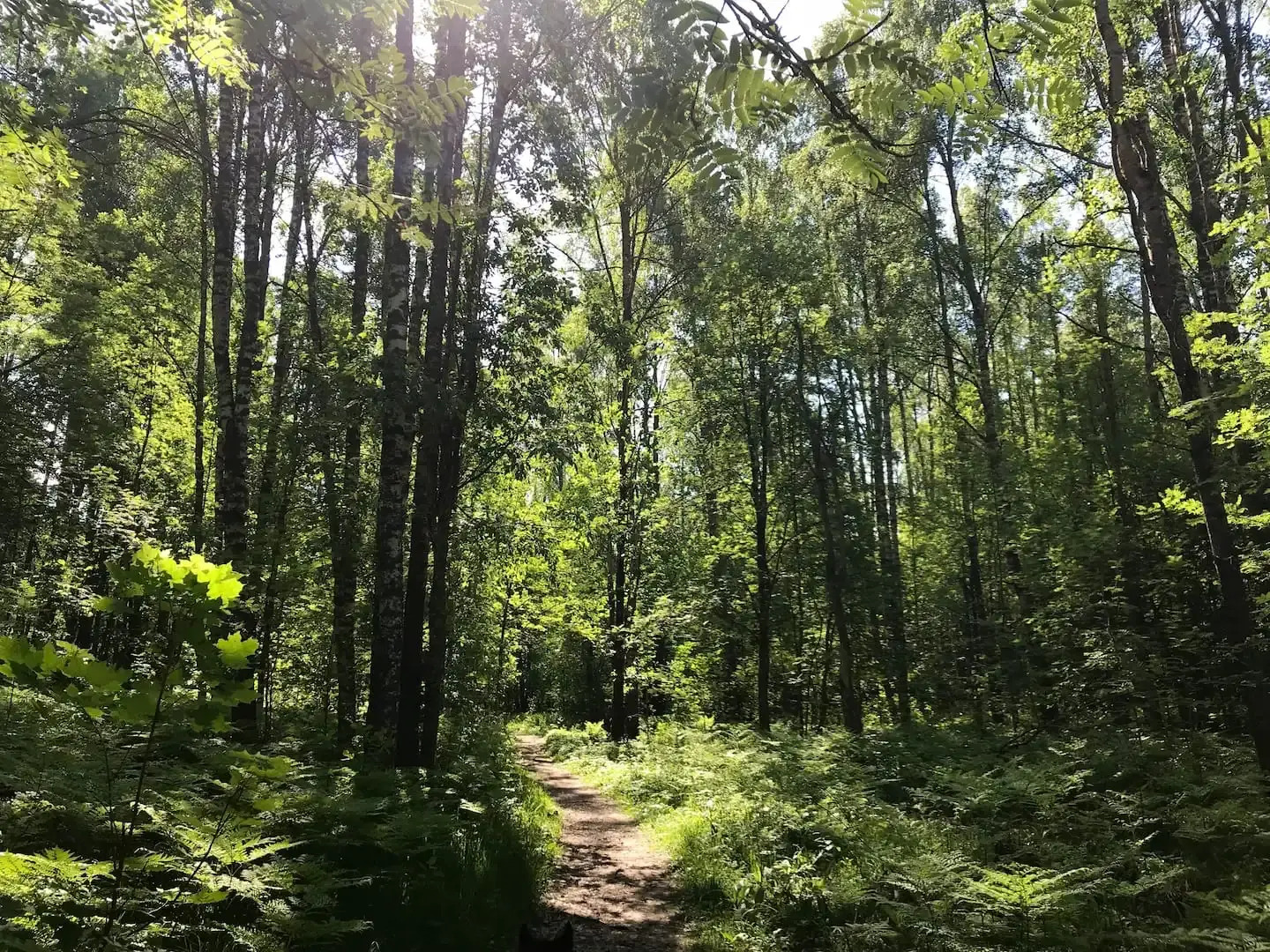 Дом с баней и камином