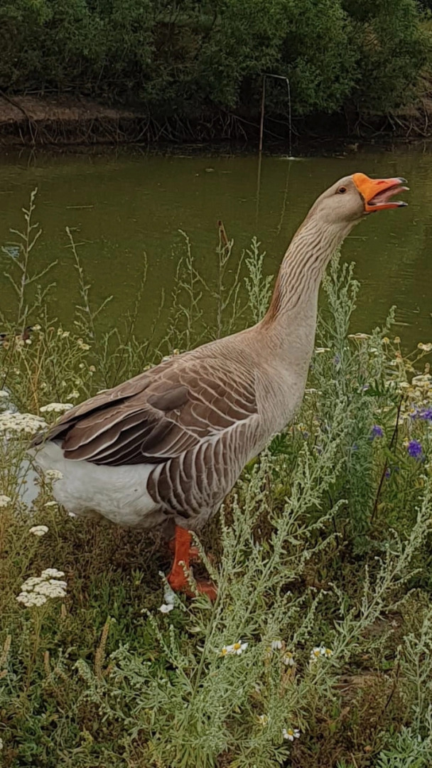Бутик-отель Эко-Поместье Озера