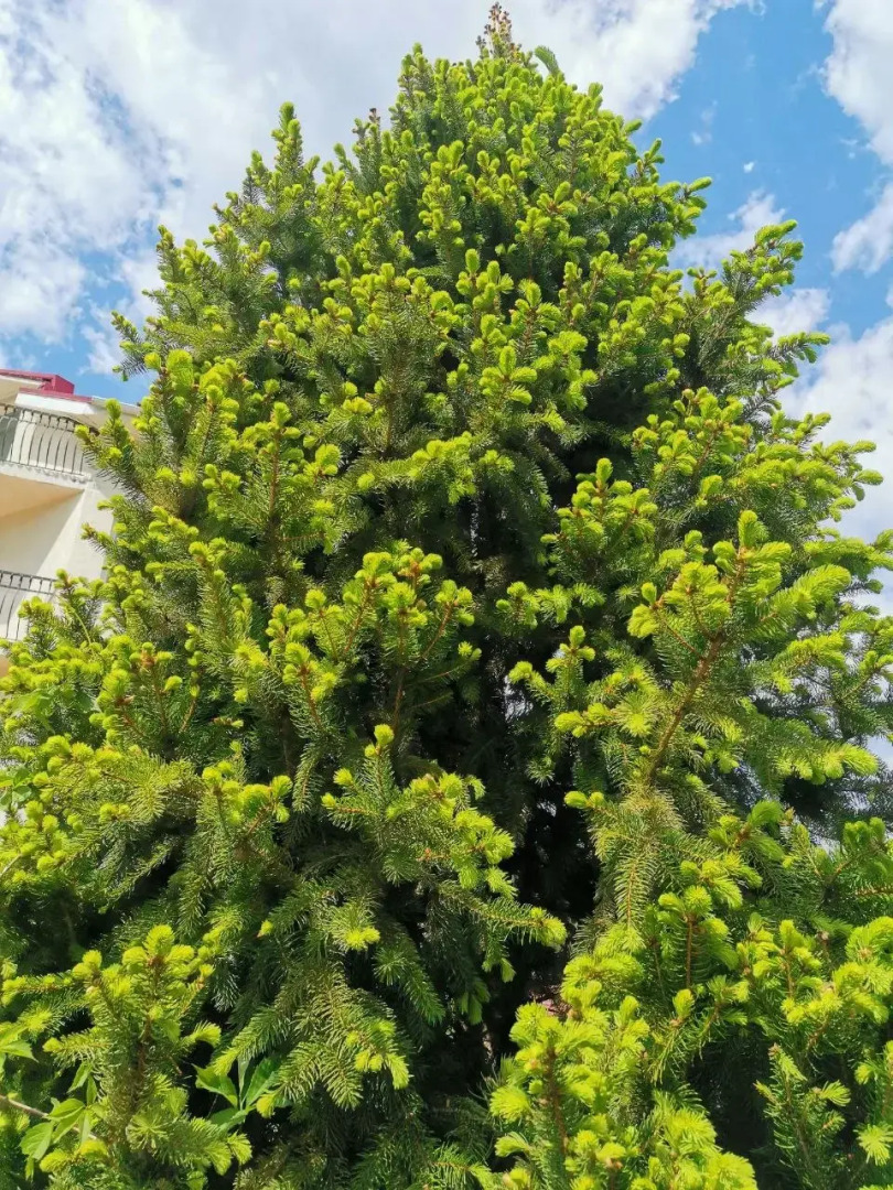 Меблированные Комнаты Миранда Голубая Бухта