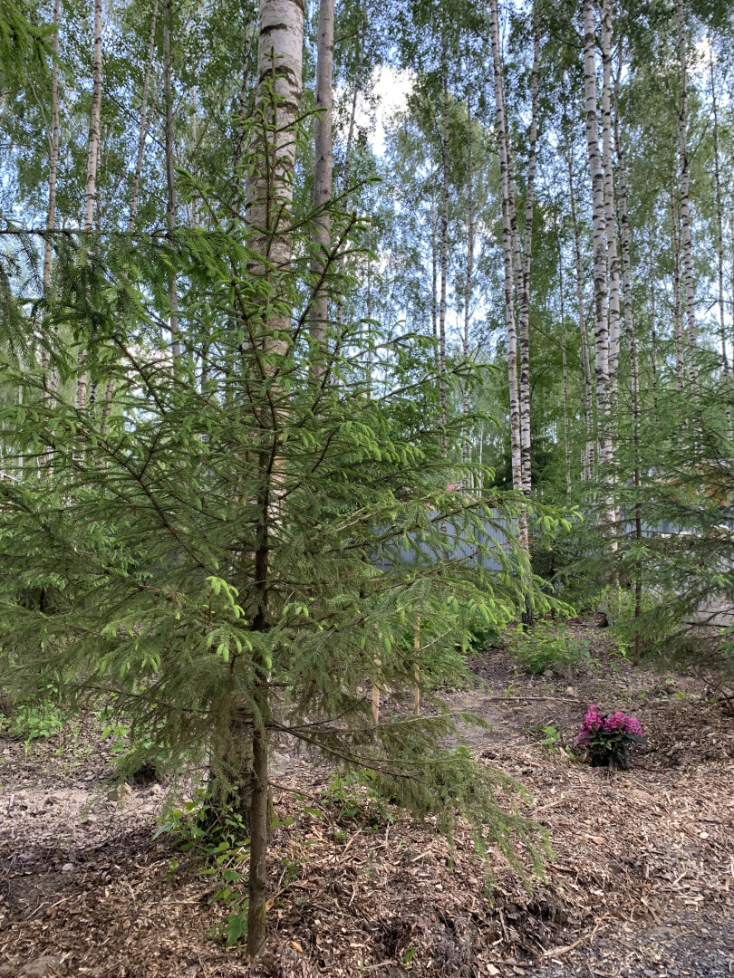 Частный дом A-фрейм в лесу Зеленого города