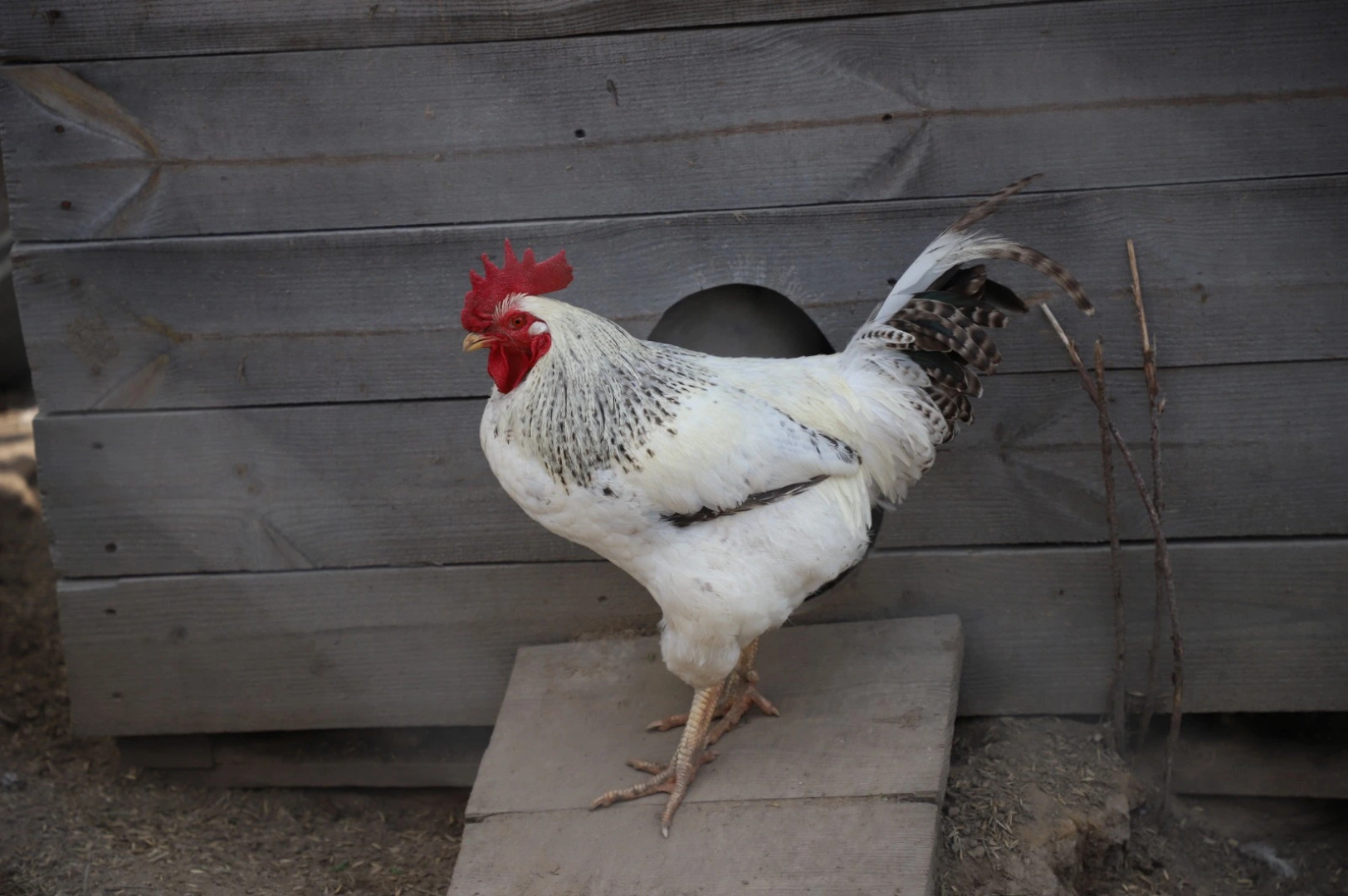 Экохуторок Сергеевка