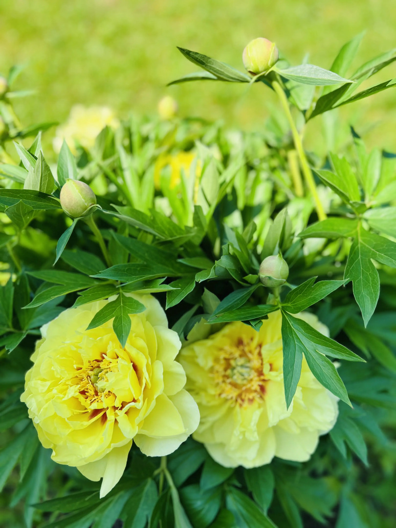 Гостевой дом Мон Плезир Химки