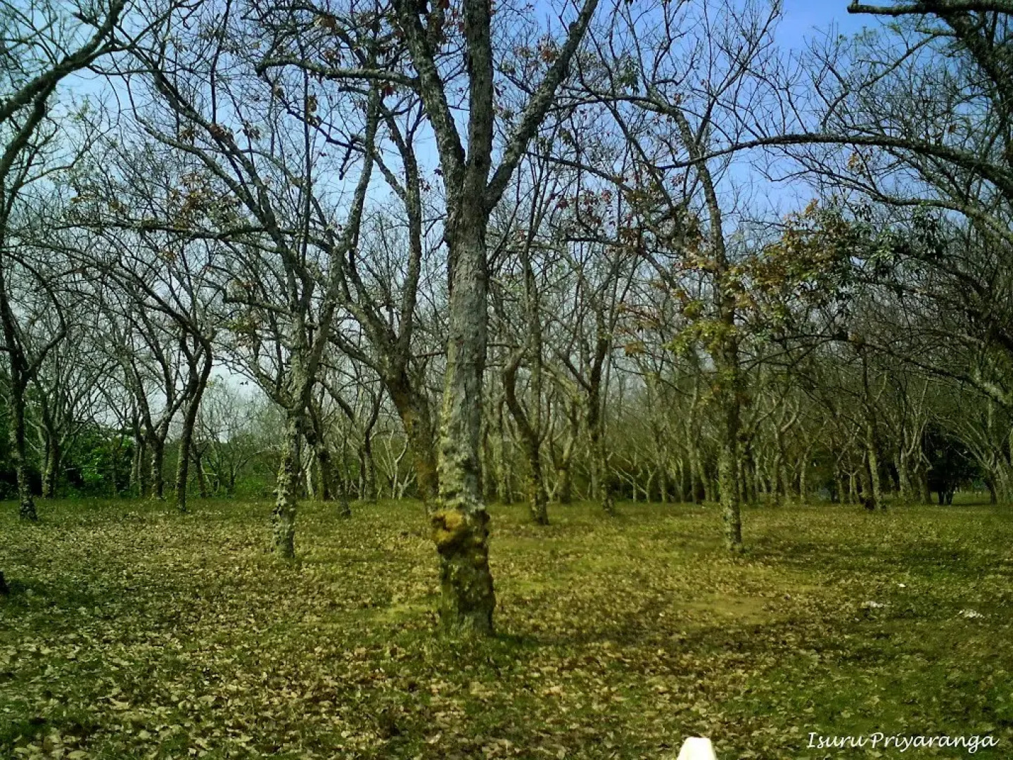 Гостевой Дом Wasaba Jayasekera