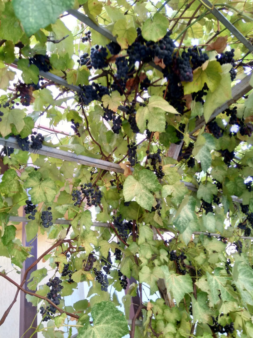 Гостевой дом Аватар