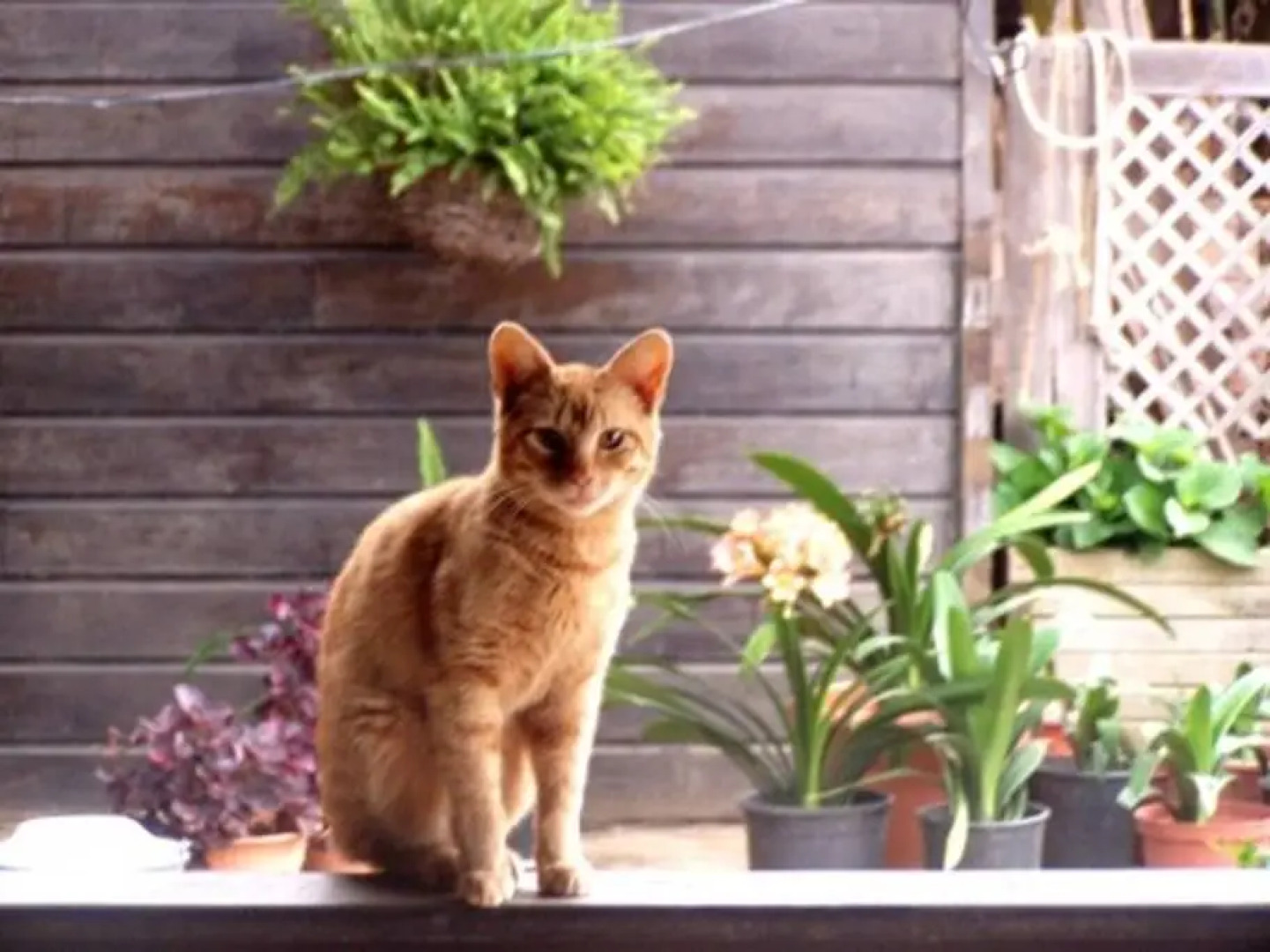 Rents In Canary Guest house