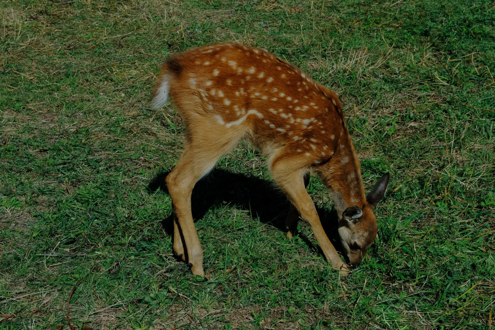 База отдыха Мечта Сурсово