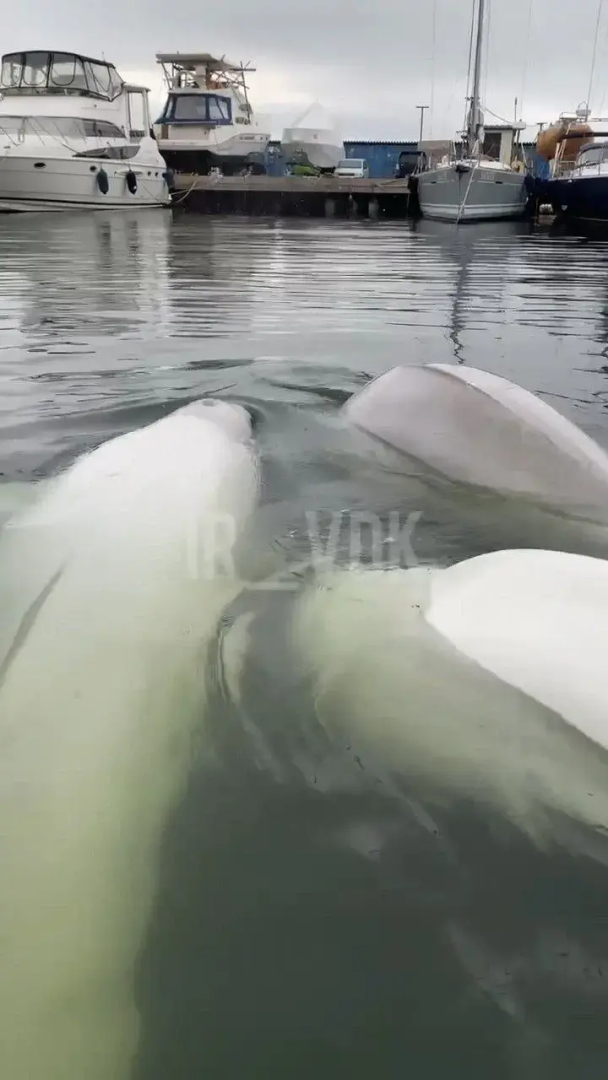 Квартира на берегу моря в центре города