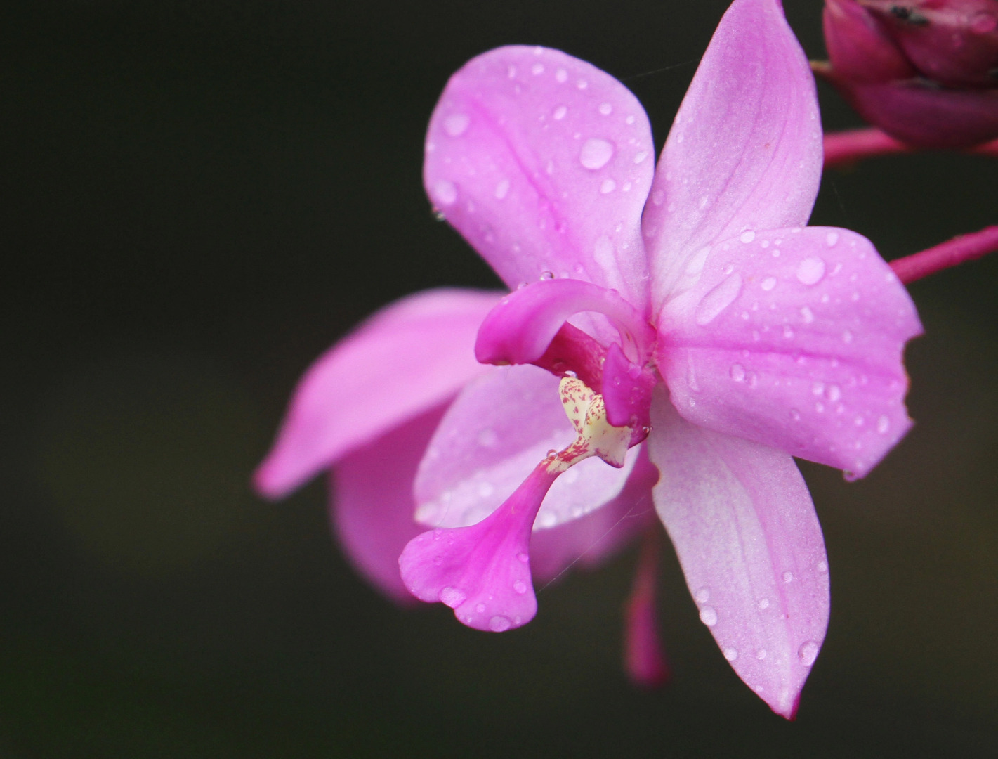 Отель Blackwood