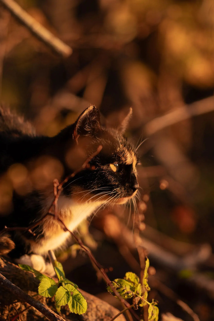 Частный дом Панорамные мини-домики на ферме Nomad Houses в Браславе