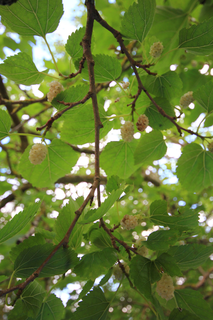 Гостевой дом Villa Diana