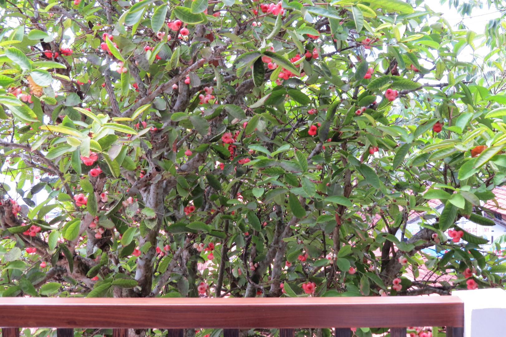 Отель Sailors Mirissa