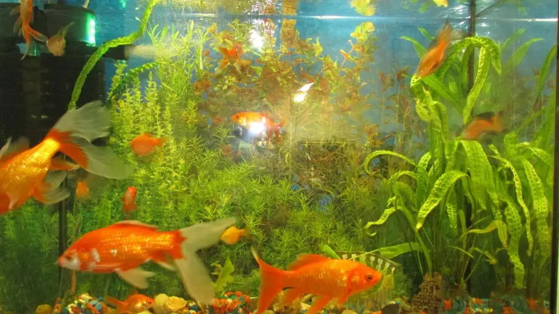 Отель Золотая рыбка