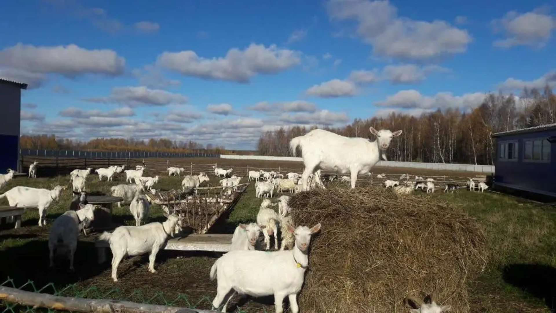 Экоферма Александровский спас
