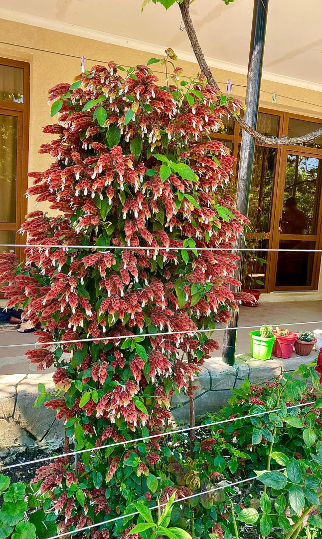 Гостевой дом U Norika i Susanny