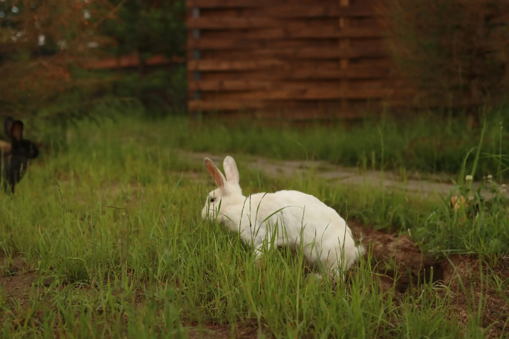 Шале Варилка