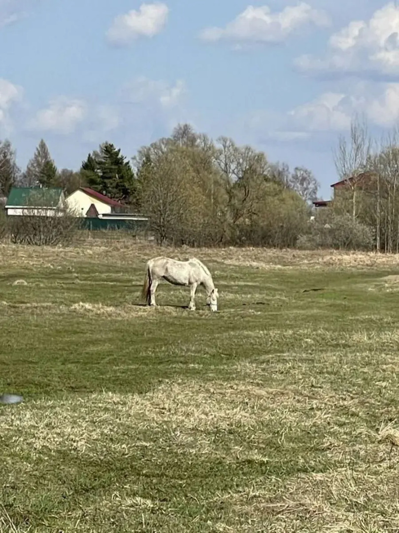 Частный Дом Уютный для Отдыха с Видом на Лес
