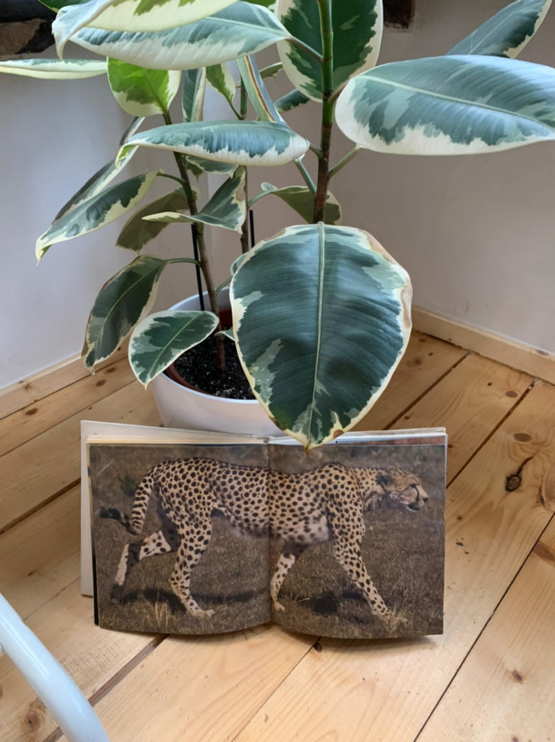 Апартаменты Оранжерея