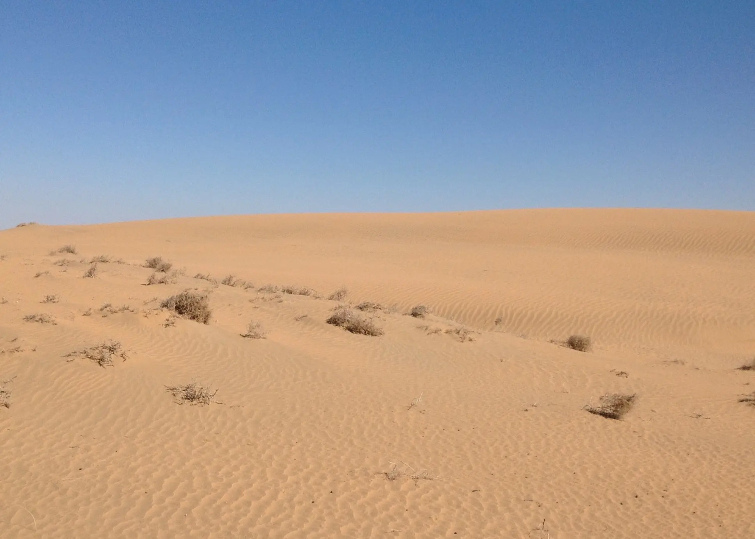 Кемпинг Almagul Yurt