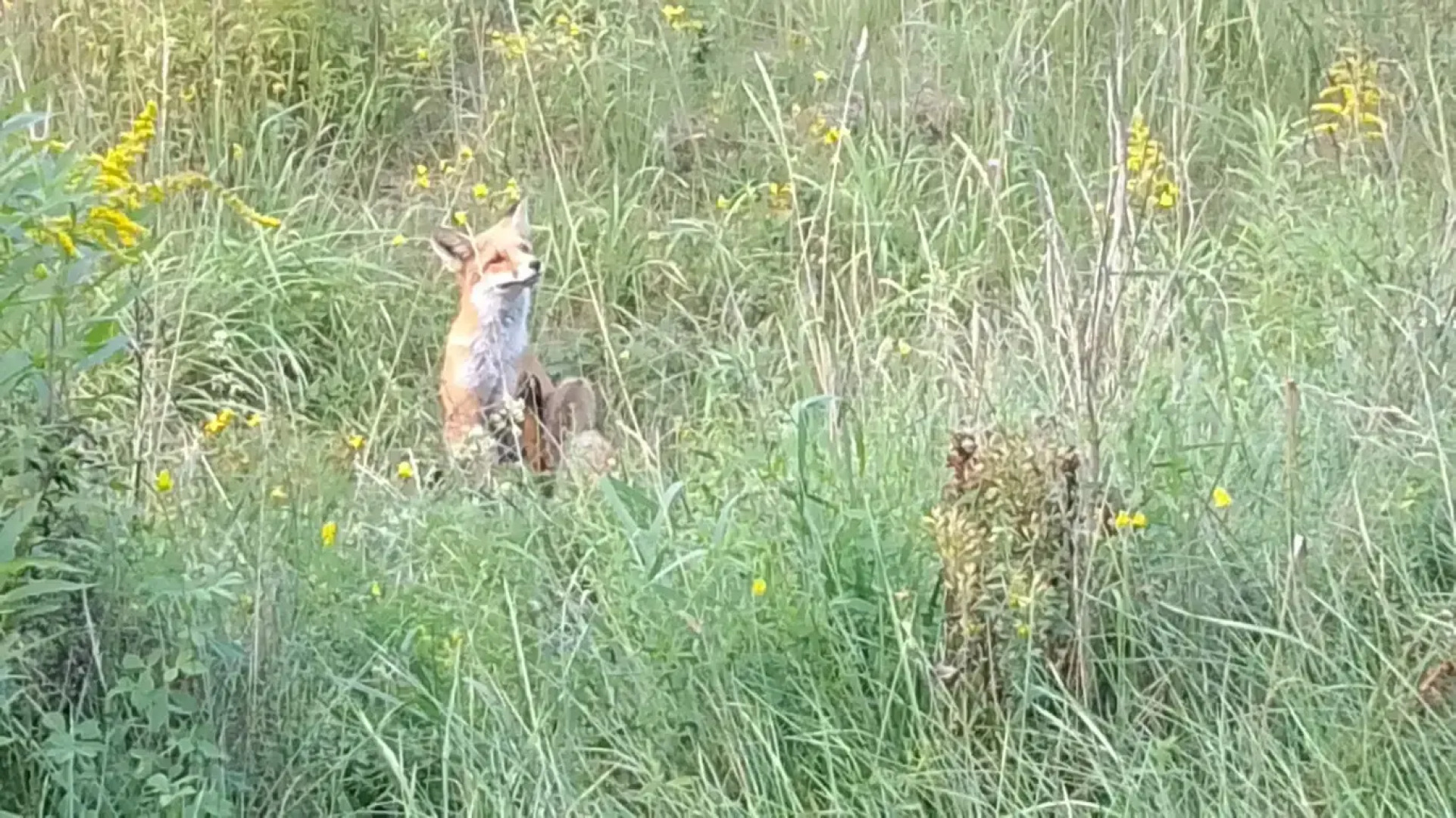 Частный дом Хитрый Лис