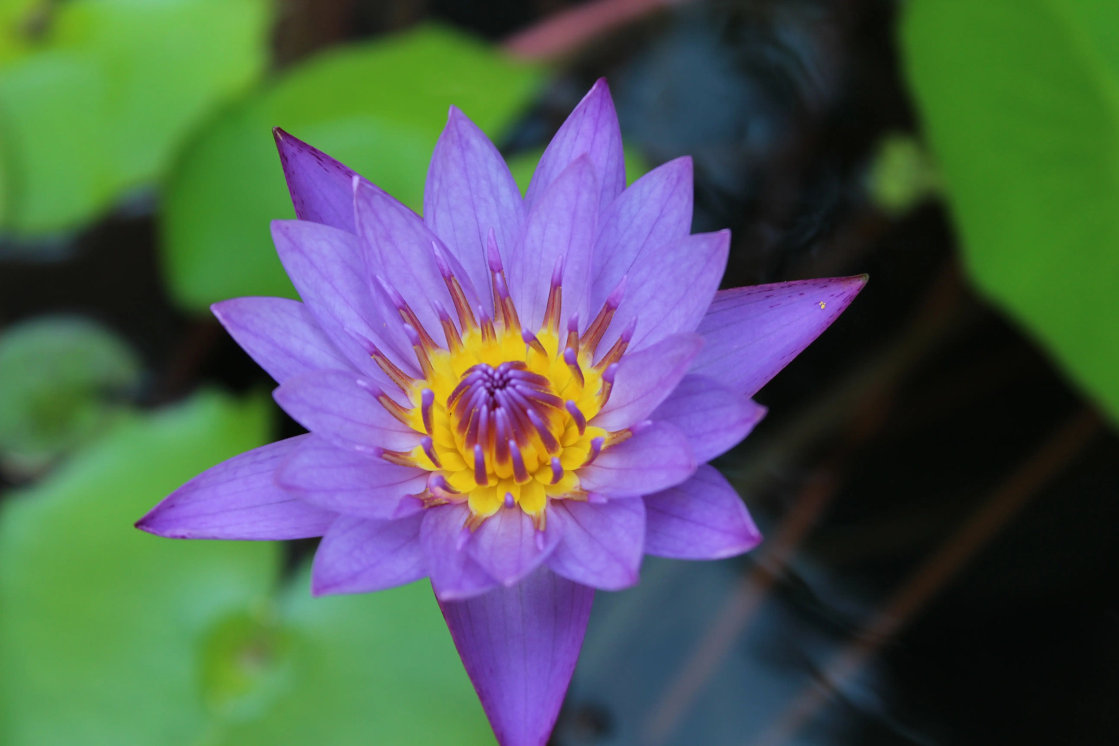 Мини-Отель Whiteelephant Resort