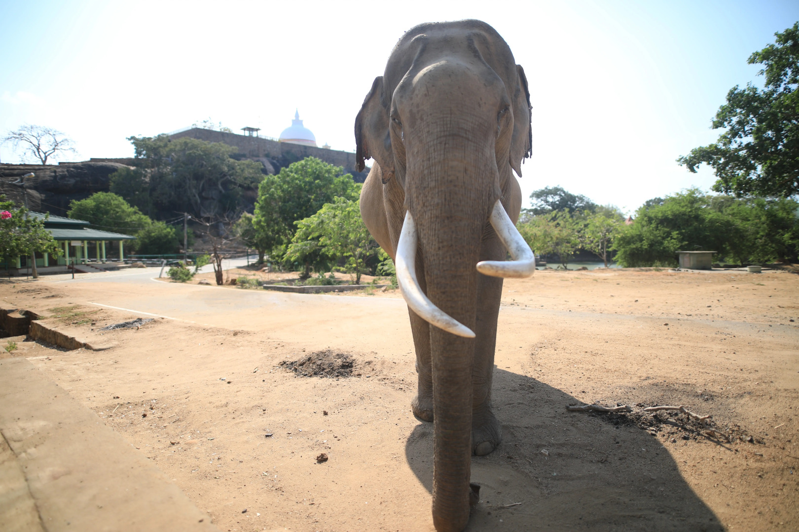 Topan Yala – Luxury Tented Safari