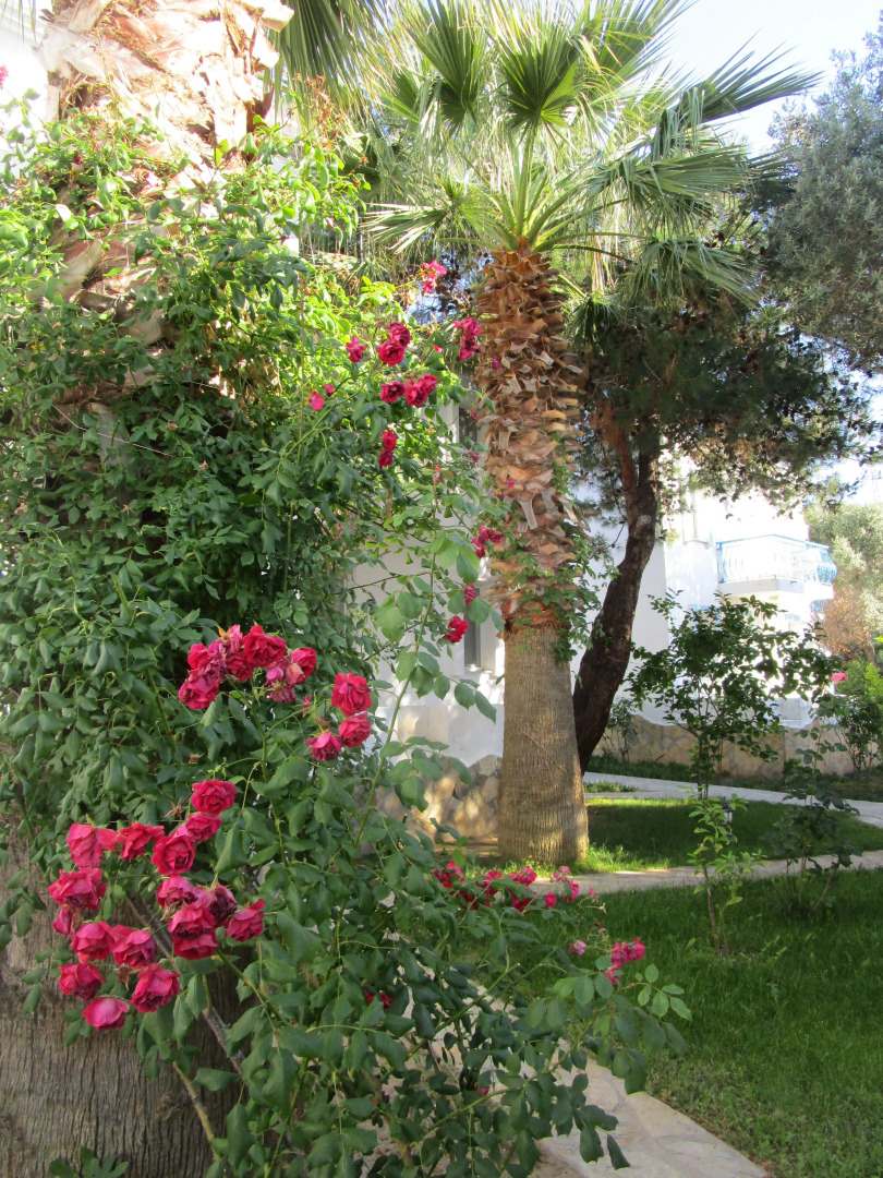 Отель Club Mackarel