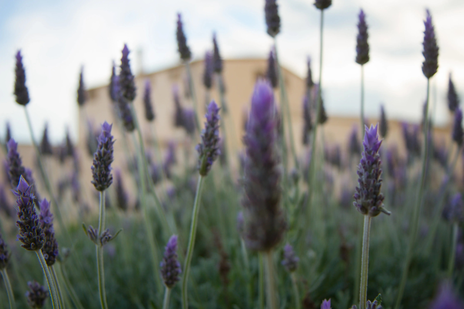 Мини-Отель Mas Montbrio Belvedere