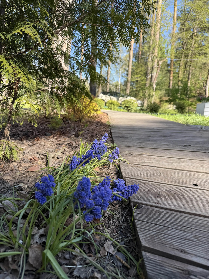 Коттеджи Скворешники