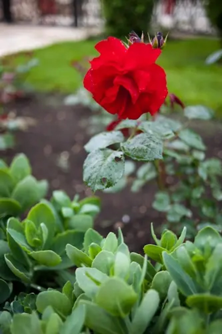 Апарт-Отель Onegin Terrace