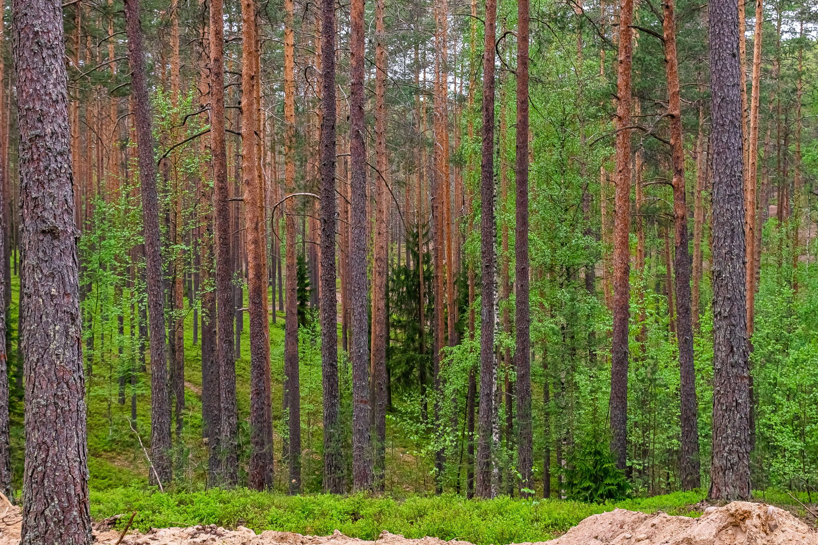 База отдыха Загородный клуб Радужный лес