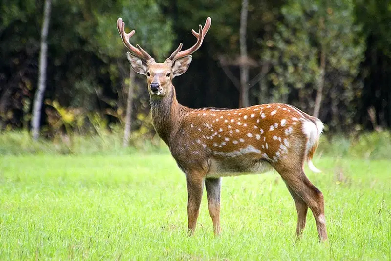 Замок La Ferme de Reve