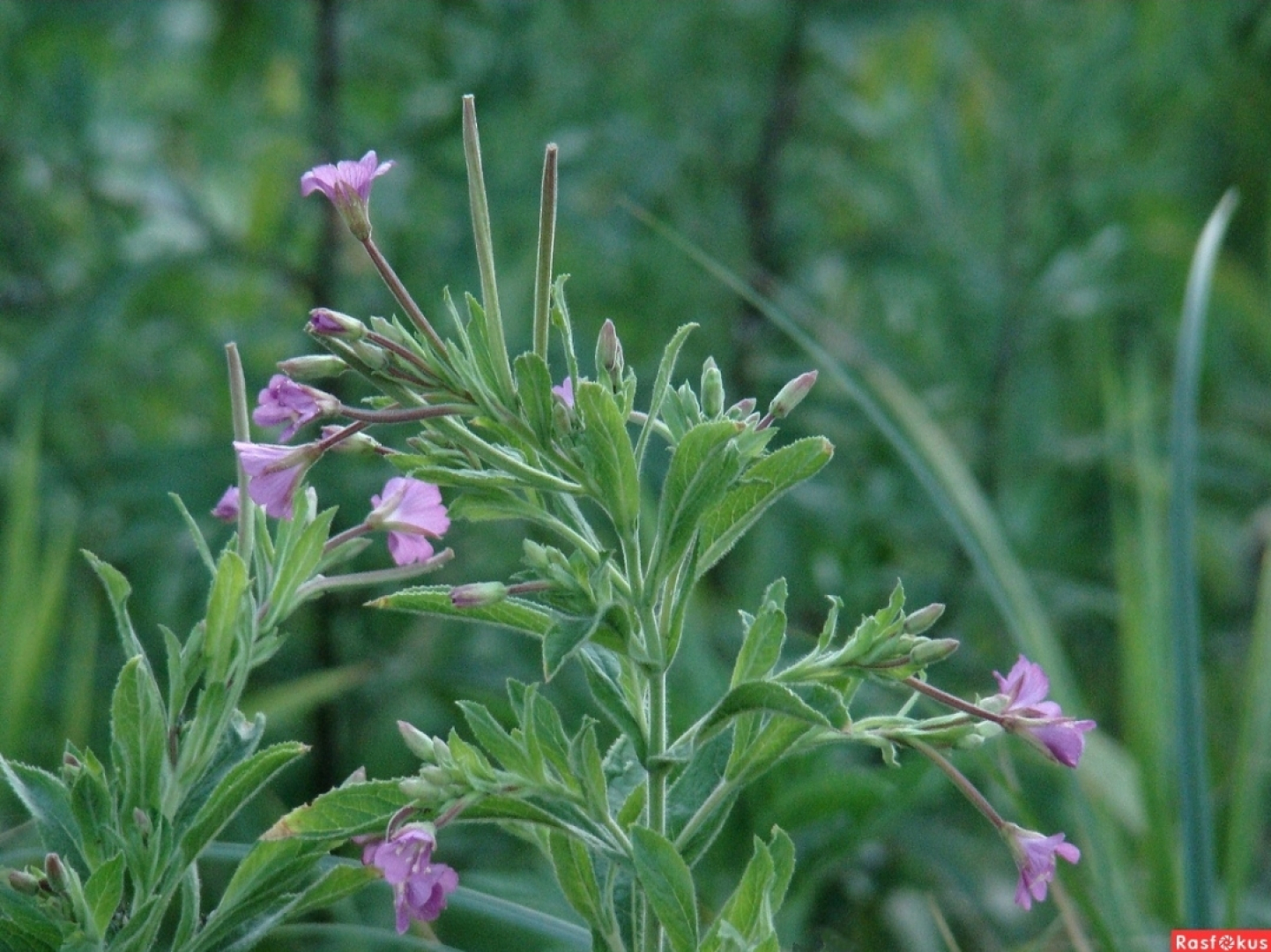 Апартаменты в центре города Евпатории
