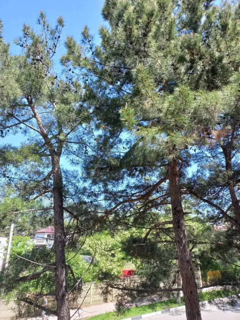 Гостевой дом Людмила