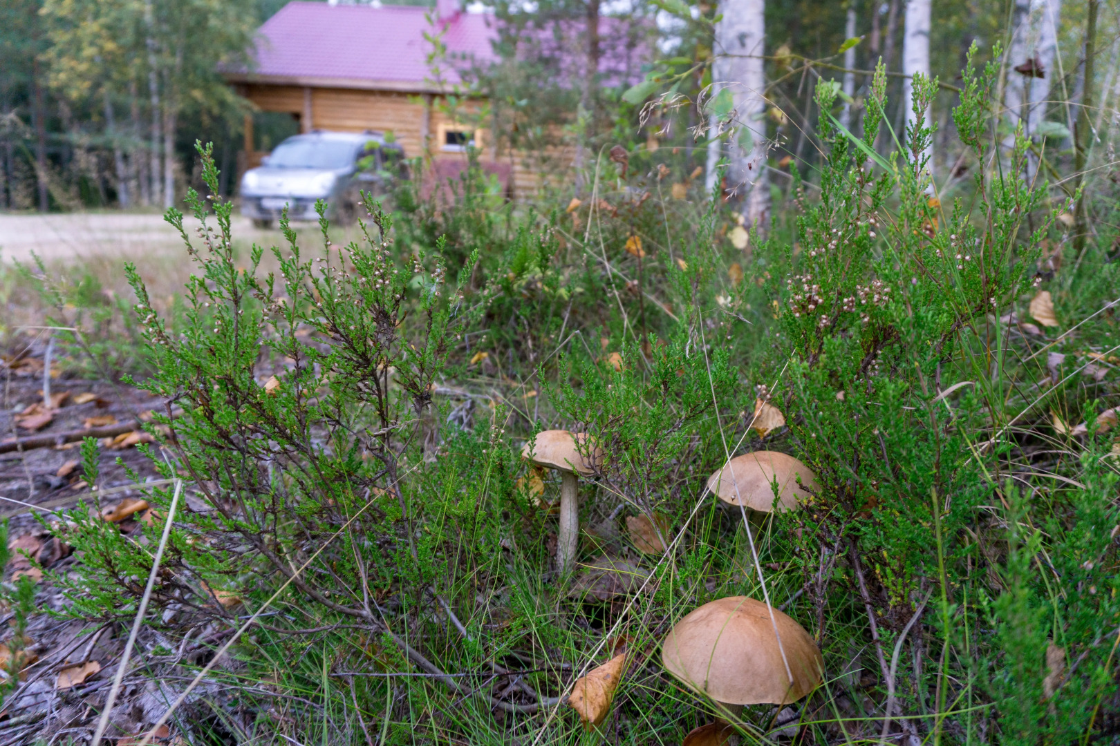 Гостевой дом Линтула