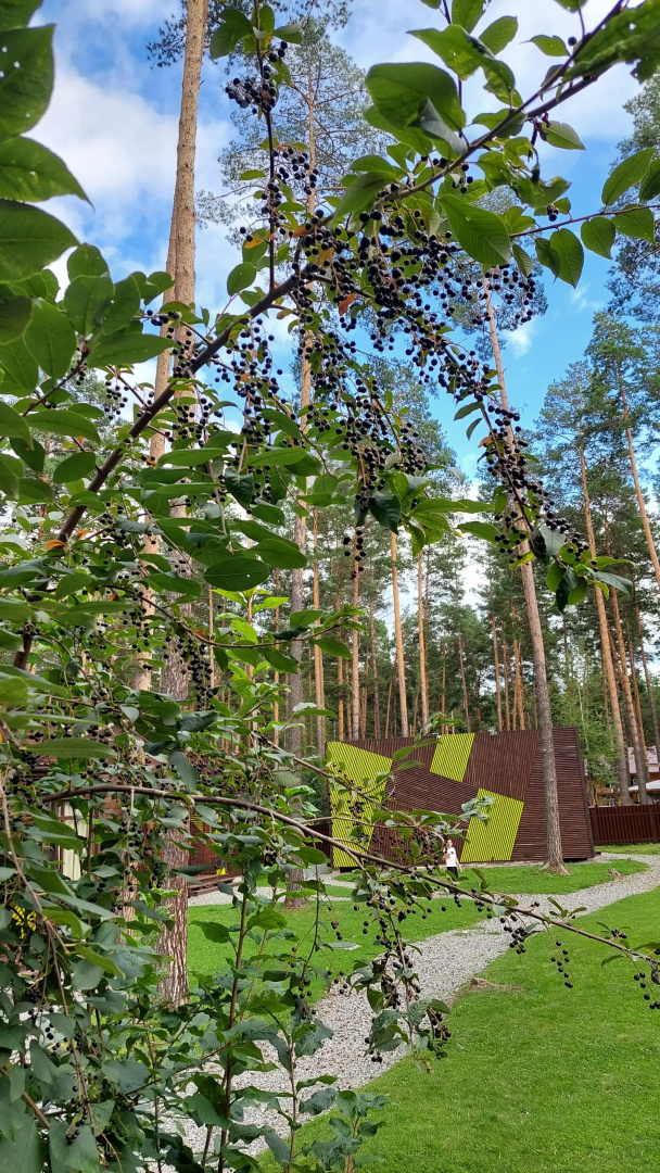 Wood Park (ex. Shishka Hotel)