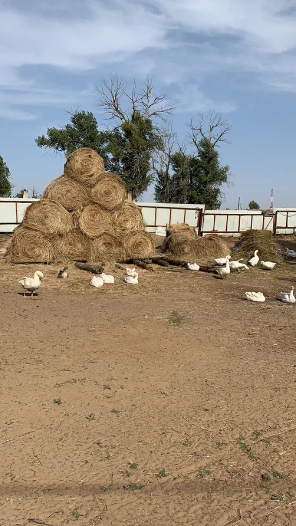 База отдыха Летучая рыба