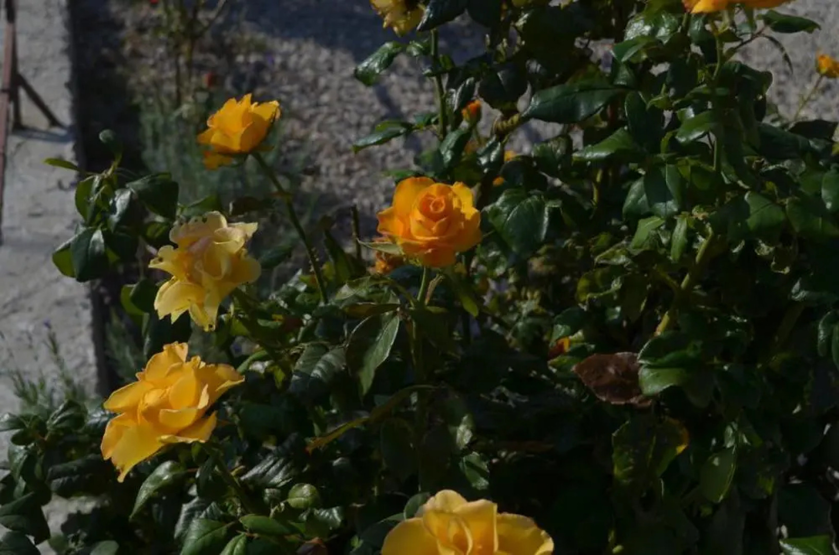 Гостевой дом Олимпия