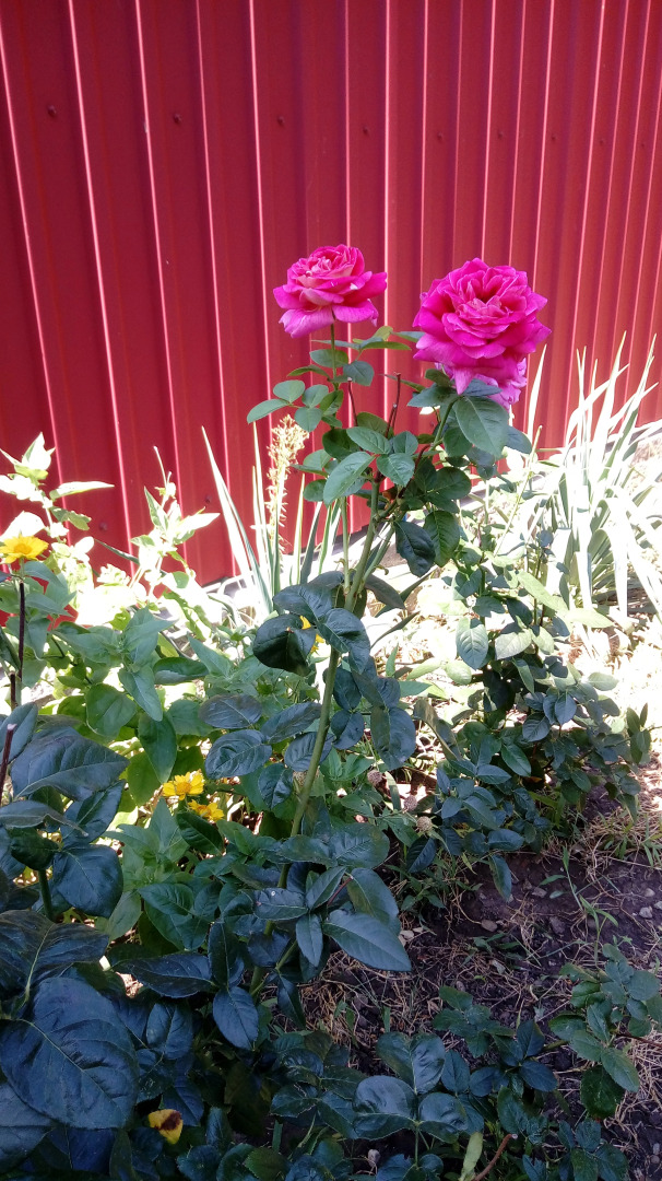 Гостевой дом на Стасова