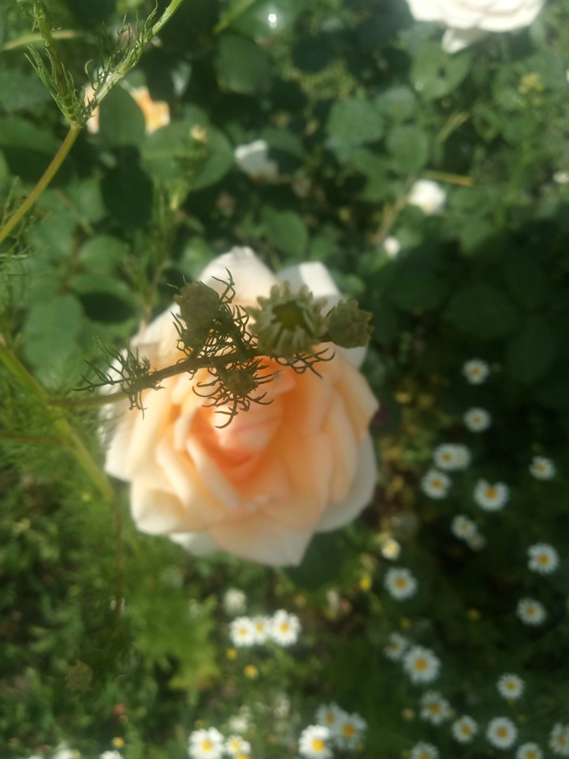 Гостевой дом Космос