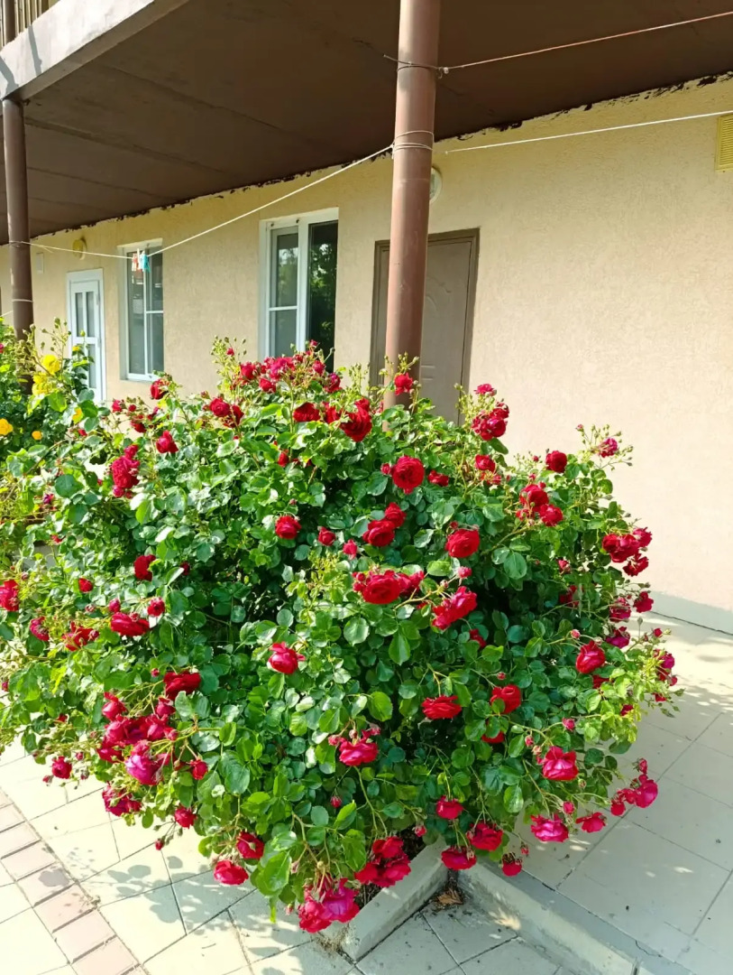 Гостевой дом Солнечная Поляна