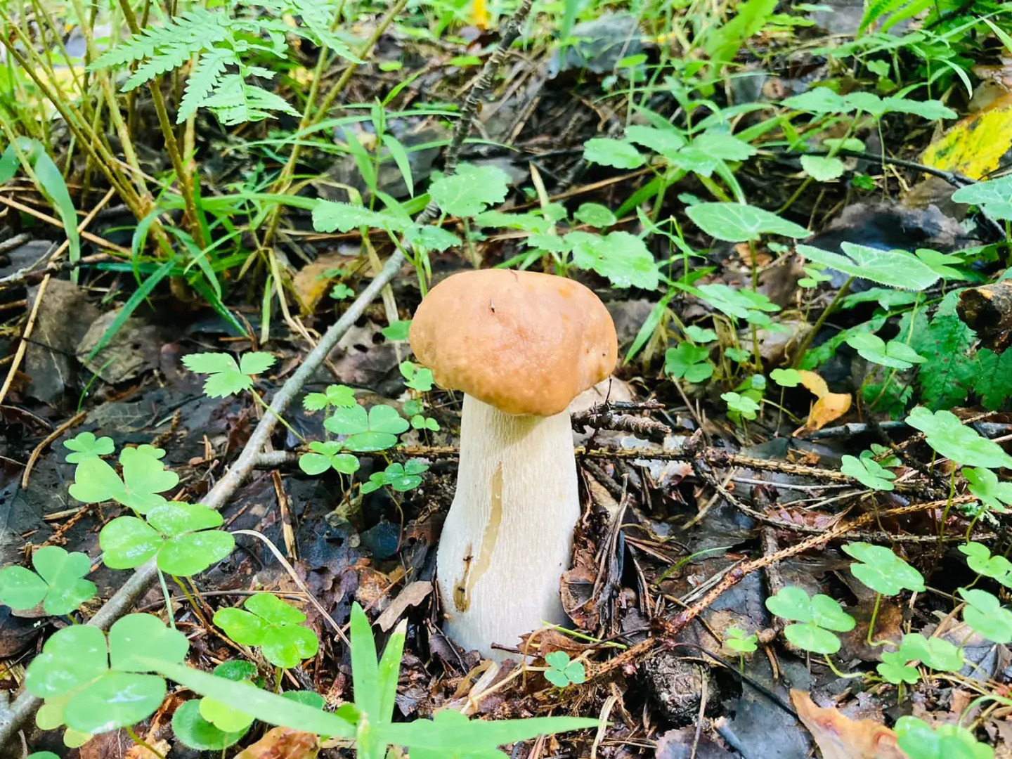 Кемпинг Three poplars by VL